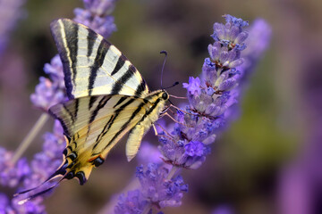 Iphiclides podalirius. Scarce Swallowtail. Macro nature. Nature background. 