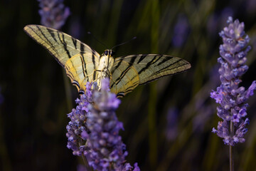 Iphiclides podalirius. Scarce Swallowtail. Macro nature. Nature background. 