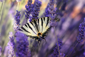 Iphiclides podalirius. Scarce Swallowtail. Macro nature. Nature background. 