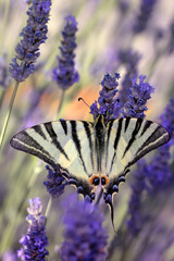Iphiclides podalirius. Scarce Swallowtail. Macro nature. Nature background. 
