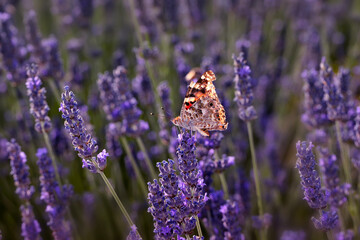 Butterfly. Painted Lady. Vanessa cardui. Macro nature. Nature background. 