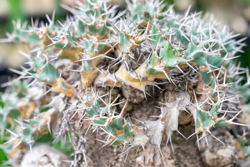 The Euphorbia lactea, commonly known as the coral cactus or stick cactus, captivates with its sculptural form and exotic charm. This striking succulent, with its crest-like structure and spiny edges