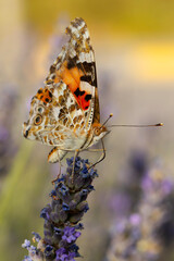Butterfly. Painted Lady. Vanessa cardui. Macro nature. Nature background. 