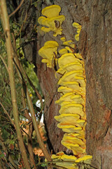 the common sulfur porling, a bright yellow tree fungus