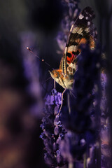 Butterfly. Painted Lady. Vanessa cardui. Macro nature. Nature background. 