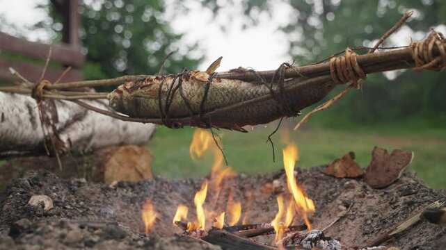 Cooking freshly caught fish over a campfire in the forest, survival