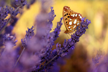Issoria lathonia. Queen of Spain fritillary. Macro nature. Nature background. 