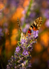 Butterfly. Painted Lady. Vanessa cardui. Macro nature. Nature background. 
