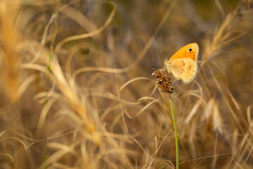 Small Heath. Coenonympha pamphilus. Macro nature. Nature background. 