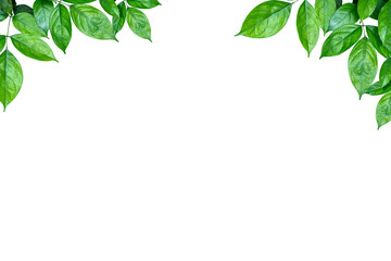 Green leaves frame isolated
