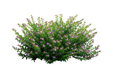 Light purple flower bush isolated