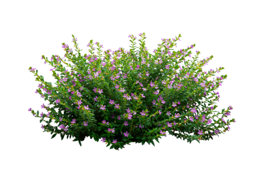 Light purple flower bush isolated