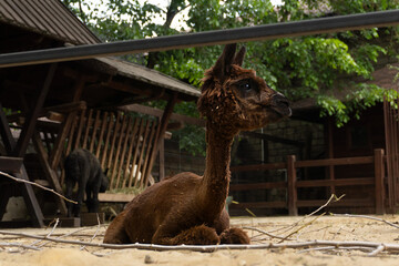 Alpaca looking out of the paddock