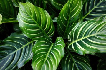 an ai generated image, Deliciosa plant with its distinctive perforated leaves,