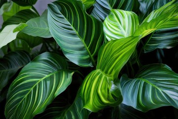 an ai generated image, Deliciosa plant with its distinctive perforated leaves,