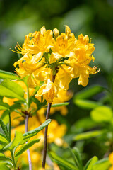 Yellow spring flowers in nature.