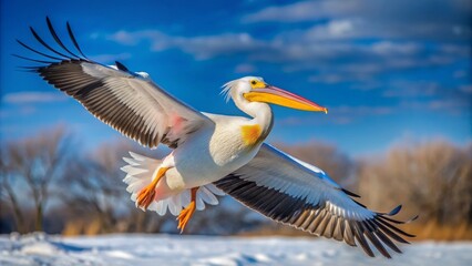 Fototapeta premium Magnificent great white pelican spreads majestic wings, soaring effortlessly, freedom and joy radiating from its serene, snowy-feathered form.