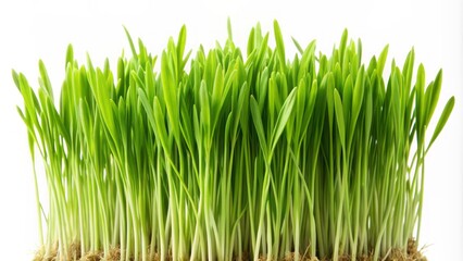 Freshly sprouted vibrant green wheat grass blades sway gently isolated on a pure clean white studio background.
