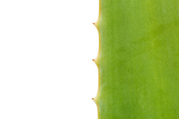 close up of green leaf of aloe over white