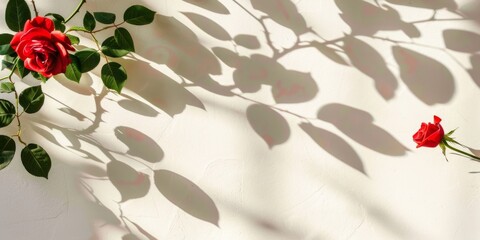 Rose flower leaves shadow on white wall background, Valentine's Day, botany, flowers, hobbies, interests, aesthetics, appreciation, self-cultivation, fun, HD wallpapers, backgrounds, generated by AI.
