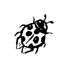 Inky black and white ladybug sketch. Monochrome hand drawn insect illustration © akini