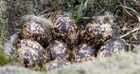 Wild Icelandic rock ptarmigan grouse eggs in a nest