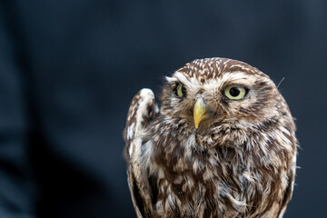 cute little owl bird portrait animal