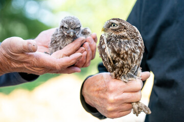 family little owl chicks baby © PIC by Femke