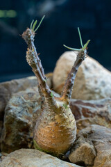 Each of the beautiful Pachypodium rosulatum trees has a unique appearance and is quite charming