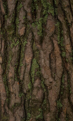 detail of a tree trunk with moss