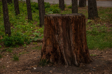 old tree stump in the forest