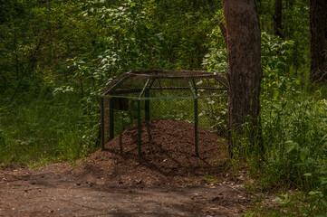 an insect colony of forest ants is a sheltered anthill from bird predators and human vandals in a city park. stakes and metal mesh protect the colony