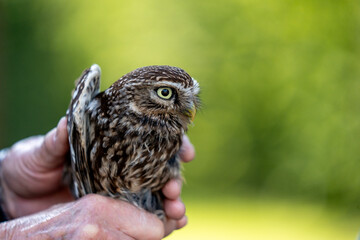 female little owl bird of prey cute small 