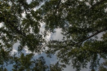 Sky with tree crowns. View up from ground level. Beautiful nature. Pinery. Blue sky with sun and clouds.