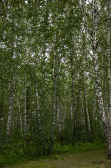 Green birch grove summer forest nature landscape