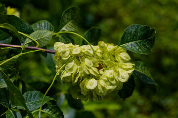 Common hoptree (Ptelea trifoliata) commonly known as  wafer ash,[ stinking ash and skunk bush  is native to North America
