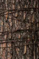 Rope tightened around tree trunk on natural bright background