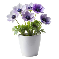 Anemone flowers in a minimalist style white pot is tall isolated background