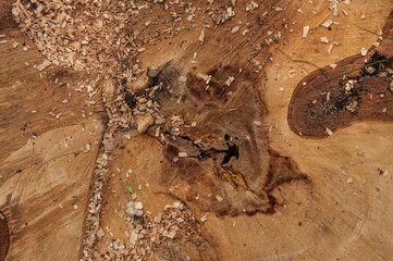 view on tree stump in spring forest