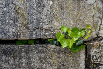 smallivy plant on a hard concrete wall