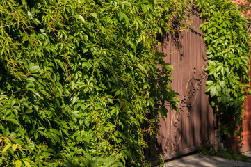 Rusty weathered metal gate side by side with overgrown ivy on the wall. Ivy plant growing on rusty metal door gate
