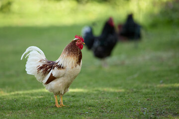 Rooster free range in garden with other chickens on blurred background