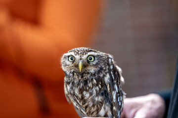 female little owl bird of prey cute small 