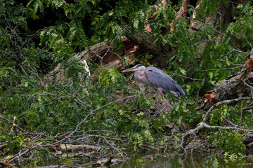 Great blue heron (Ardea herodias) hiden  on tree 