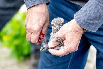 family little owl chicks baby