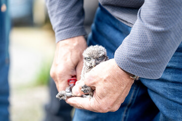 family little owl chicks baby