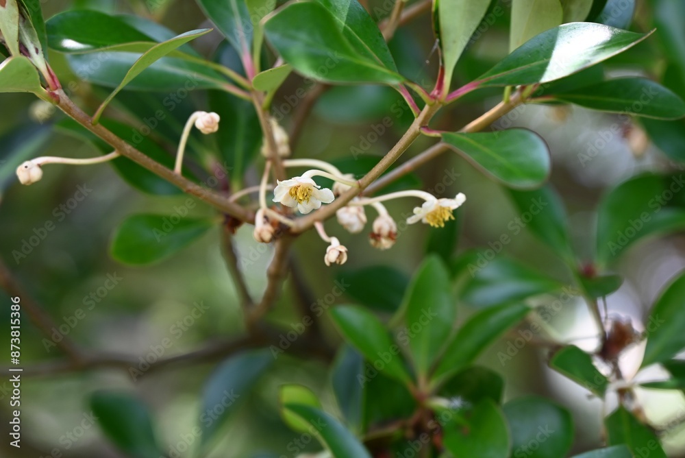 Wall mural Japanese cleyera (Ternstroemia gynnanthera) Female flower. A dioecious evergreen tree that produces downward-facing white flowers from June to July.