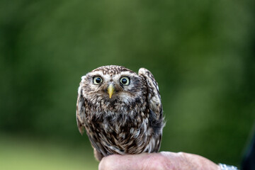 female little owl bird of prey cute small 