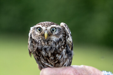 female little owl bird of prey cute small 