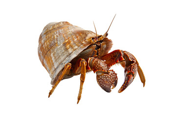 Close-up image of a hermit crab in detail, showcasing its protective shell and intricate features on a white background.